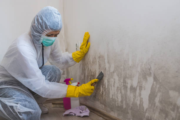 Best Emergency Mold Remediation  in Wilmington Manor, DE