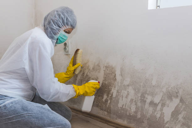 Best Water Damage & Mold Remediation  in Wilmington Manor, DE