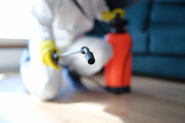 Best Mold Damage Restoration  in Wilmington Manor, DE