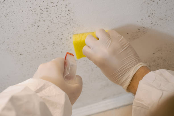 Best Forensic Mold Investigation  in Wilmington Manor, DE