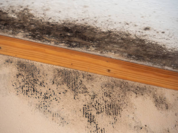 Best Mold-Related Health Consultation  in Wilmington Manor, DE